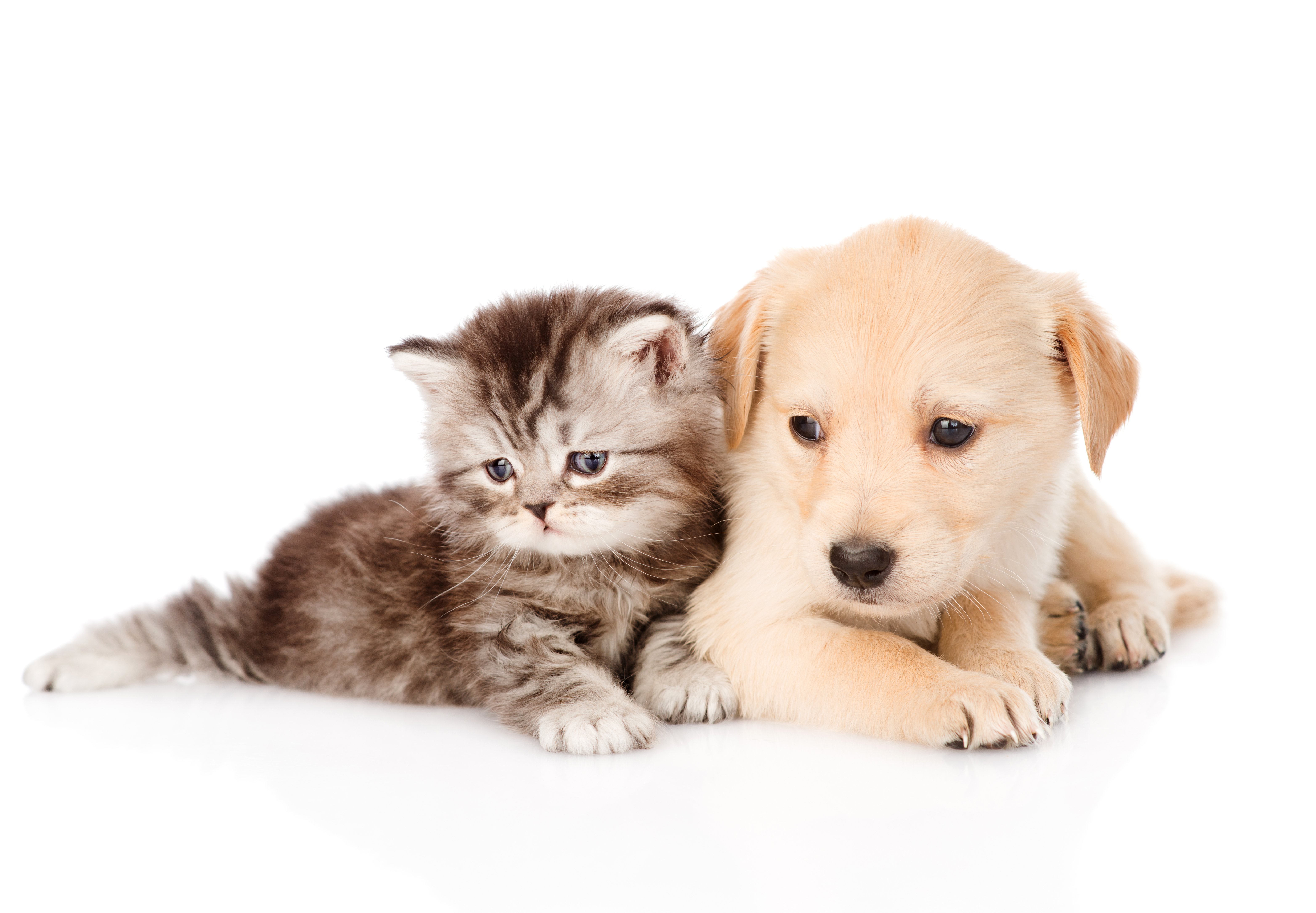 dog, Cat, Puppy, Kittens, Animals, Baby Wallpaper