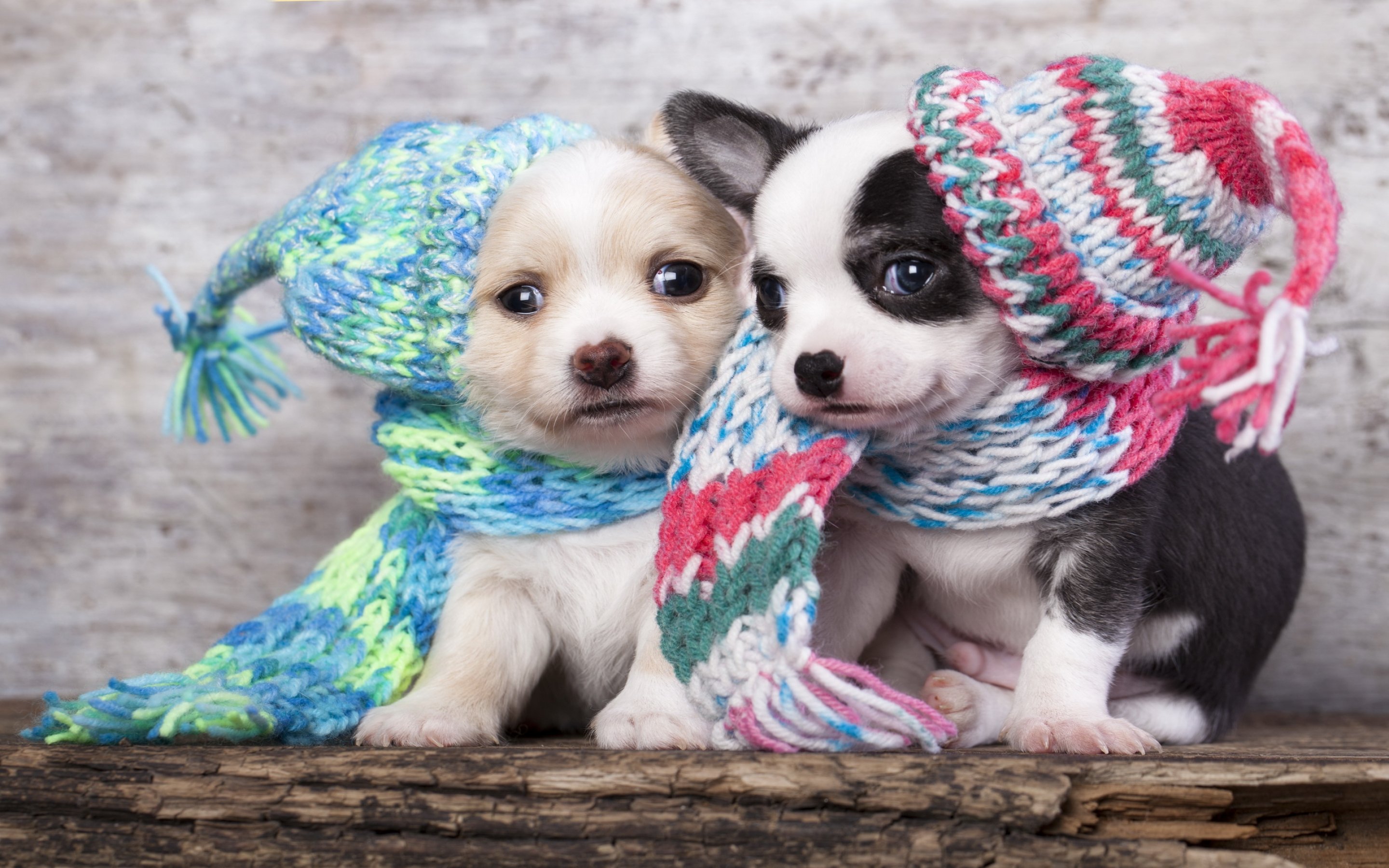 dog, Dogs, Puppy, Baby, Puppies Wallpaper