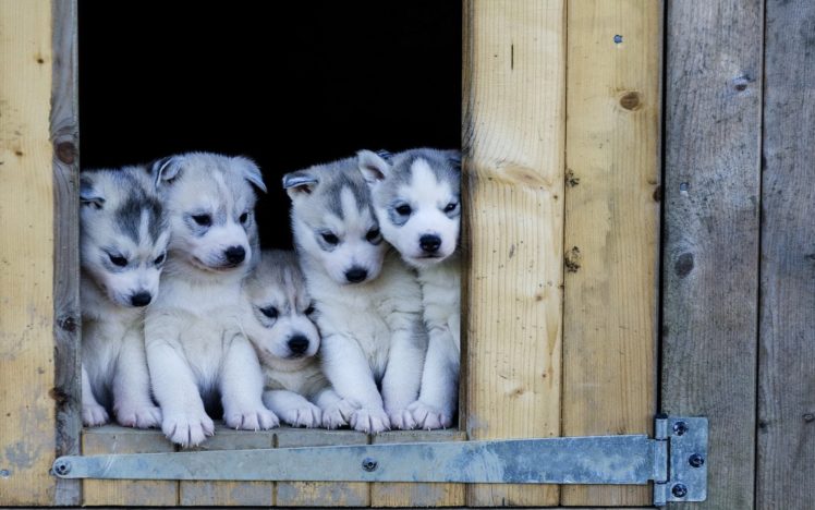 dog, Dogs, Puppy, Baby, Puppies, Dx HD Wallpaper Desktop Background