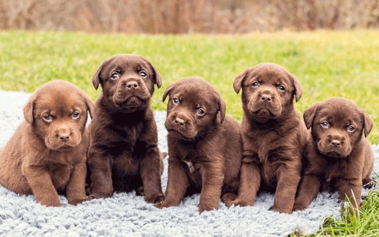 dog, Dogs, Puppy, Baby, Puppies, K HD Wallpaper Desktop Background