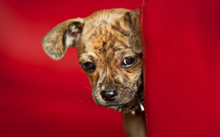 dog, Dogs, Puppy, Baby, Puppies HD Wallpaper Desktop Background