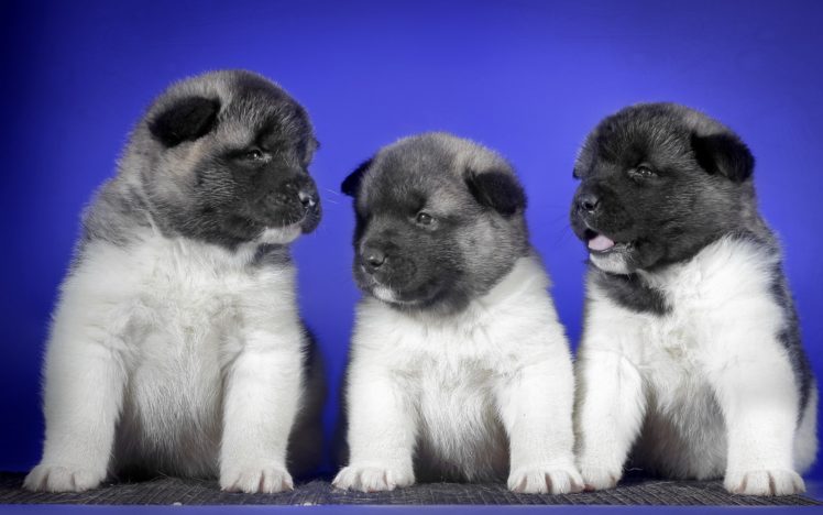 dog, Dogs, Puppy, Baby, Puppies, E HD Wallpaper Desktop Background