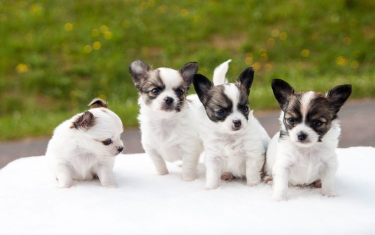 dog, Dogs, Puppy, Baby, Puppies, Sg HD Wallpaper Desktop Background