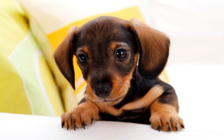 dog, Dogs, Puppy, Baby, Puppies, W HD Wallpaper Desktop Background