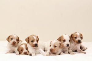dog, Dogs, Puppy, Baby, Puppies, Ds