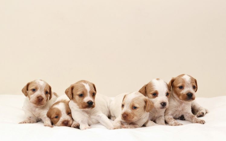 dog, Dogs, Puppy, Baby, Puppies, Ds HD Wallpaper Desktop Background