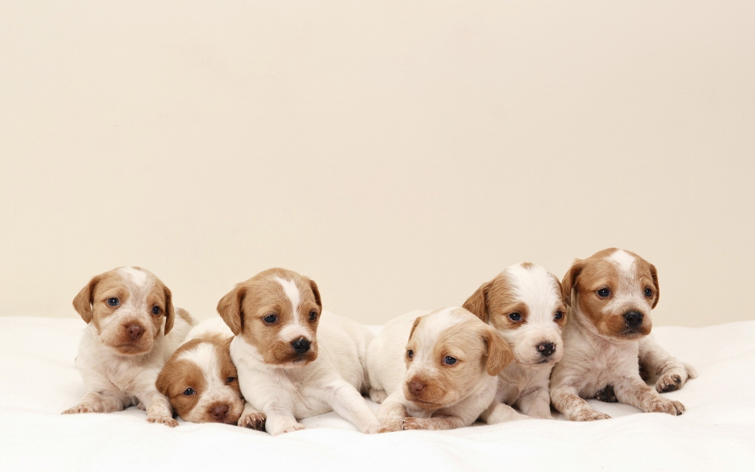 dog, Dogs, Puppy, Baby, Puppies, Ds Wallpaper