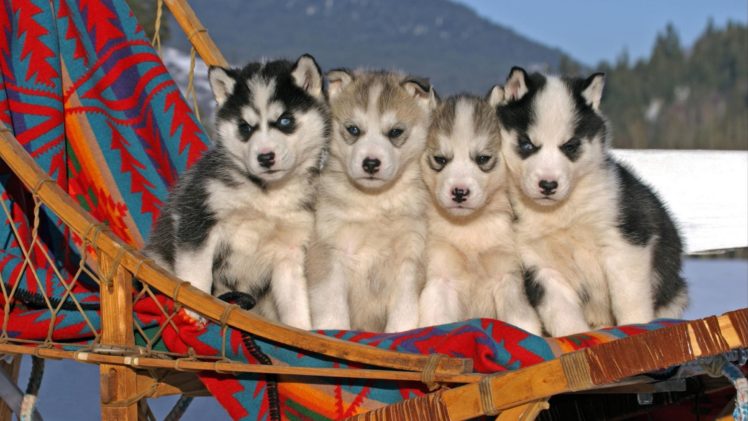 dog, Dogs, Puppy, Baby, Puppies HD Wallpaper Desktop Background
