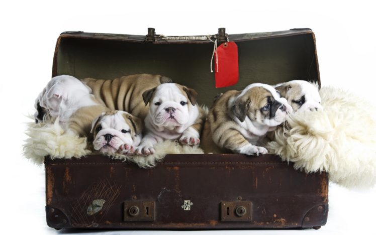 dog, Dogs, Puppy, Baby, Puppies, Sh HD Wallpaper Desktop Background