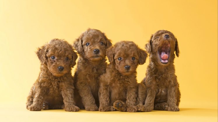 dog, Dogs, Puppy, Baby, Puppies, D HD Wallpaper Desktop Background