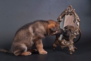 dog, Dogs, Puppy, Baby, Puppies, Mirror, Reflection
