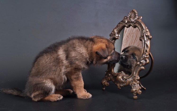 dog, Dogs, Puppy, Baby, Puppies, Mirror, Reflection HD Wallpaper Desktop Background
