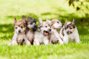 dog, Dogs, Puppy, Baby, Puppies, S