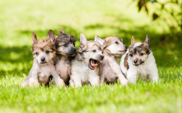 dog, Dogs, Puppy, Baby, Puppies, S HD Wallpaper Desktop Background
