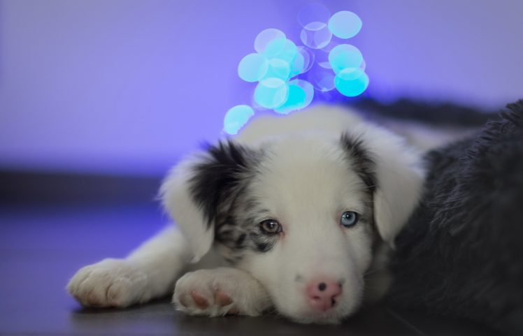 dog, Puppy, Cute HD Wallpaper Desktop Background
