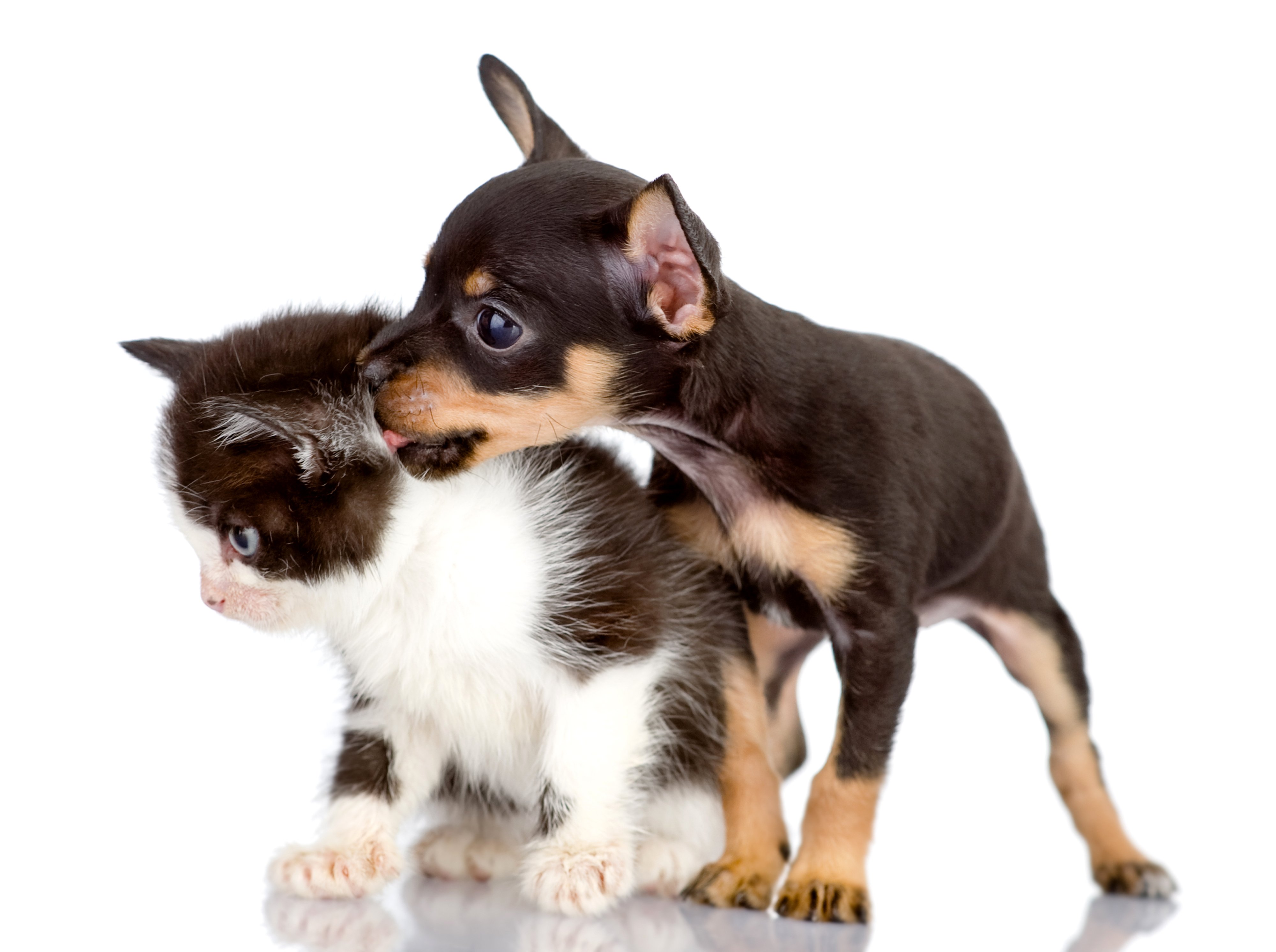 dogs, Cats, Kitten, Puppy, Chihuahua, Baby Wallpaper