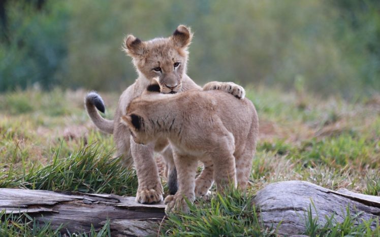 lion, Lions, Predator, Carnivore, Cat, Cats, Baby, Cub, Kitten, G HD Wallpaper Desktop Background