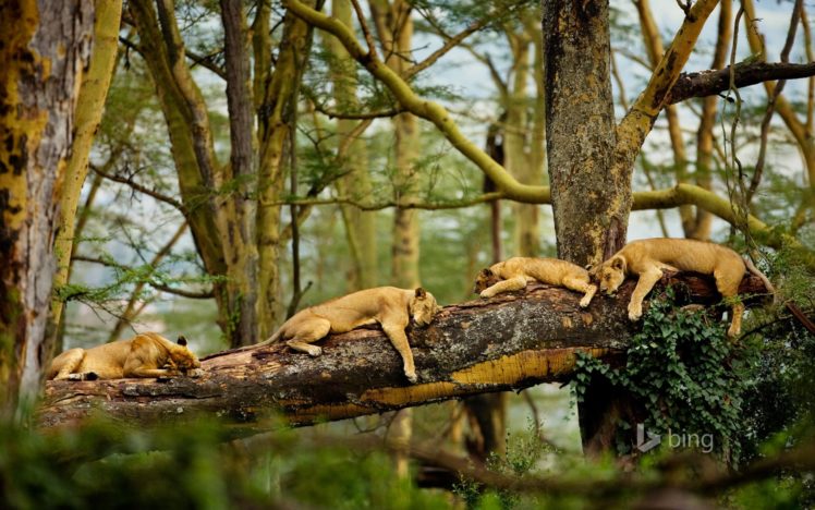 lion, Lions, Predator, Carnivore, Cat, Cats, Sleep, Sleeping, Lazy, D HD Wallpaper Desktop Background