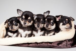 quintet, Cute, Puppies, Puppy, Baby