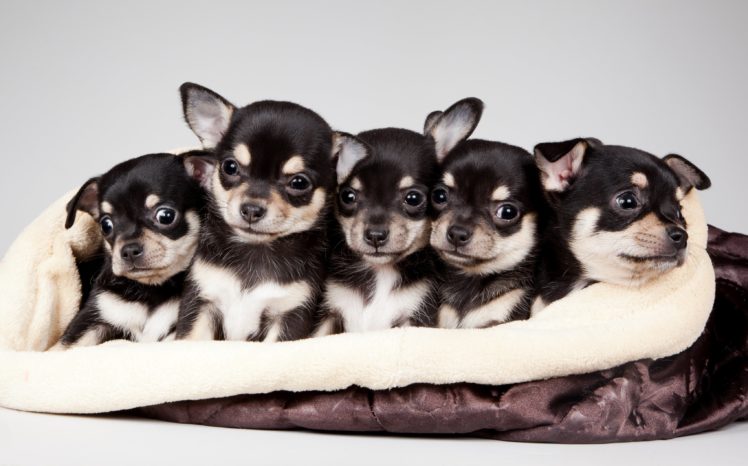 quintet, Cute, Puppies, Puppy, Baby HD Wallpaper Desktop Background