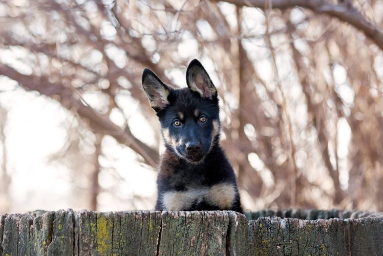 puppy, Dog, Fence, Animals HD Wallpaper Desktop Background