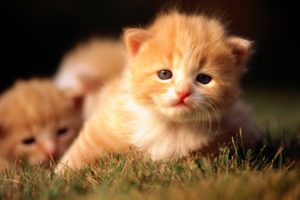 cute, Kitties