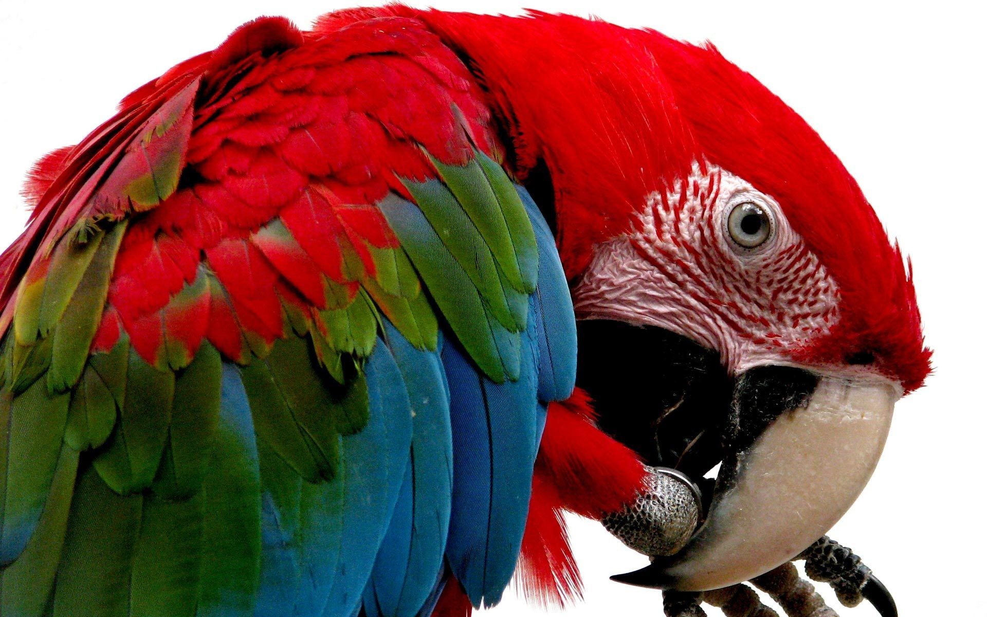multicolor, Birds, Parrots, Scarlet, Macaws Wallpaper