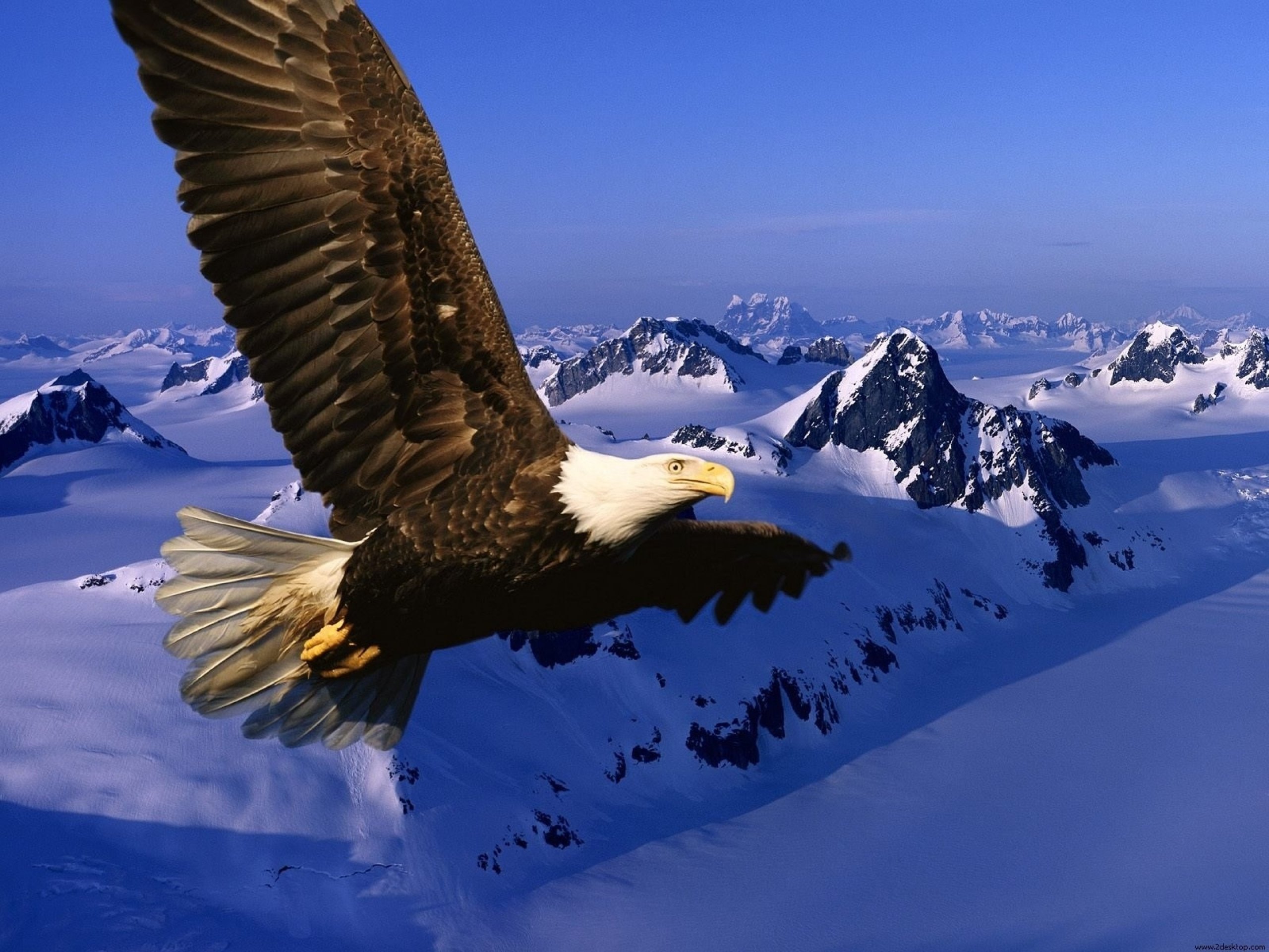 aguila, Real, Animales, Ontaa Wallpaper
