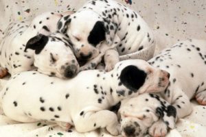 puppies, Dreams, Dalmatians