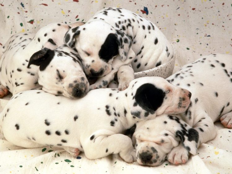 puppies, Dreams, Dalmatians HD Wallpaper Desktop Background