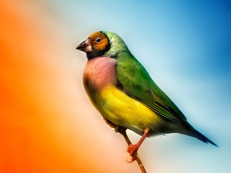 birds, Finch HD Wallpaper Desktop Background