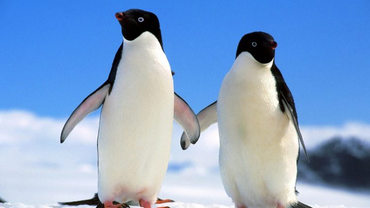 birds, Penguins HD Wallpaper Desktop Background