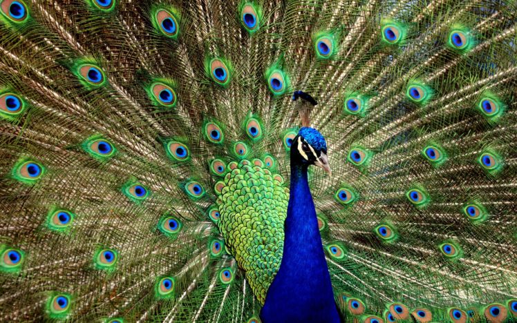 birds, Peacocks, Iridescence HD Wallpaper Desktop Background