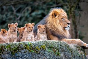 animals, Lion, Cub