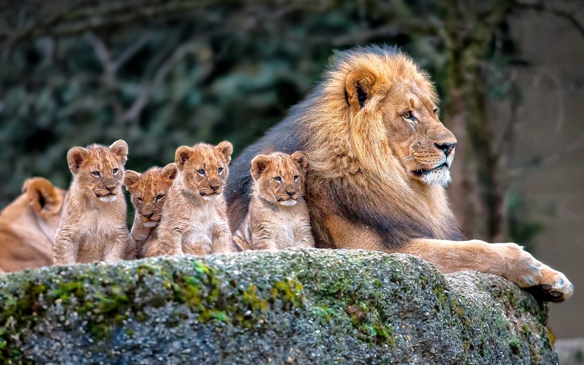 animals, Lion, Cub Wallpaper
