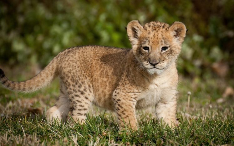 animals, Cub, Leopard HD Wallpaper Desktop Background