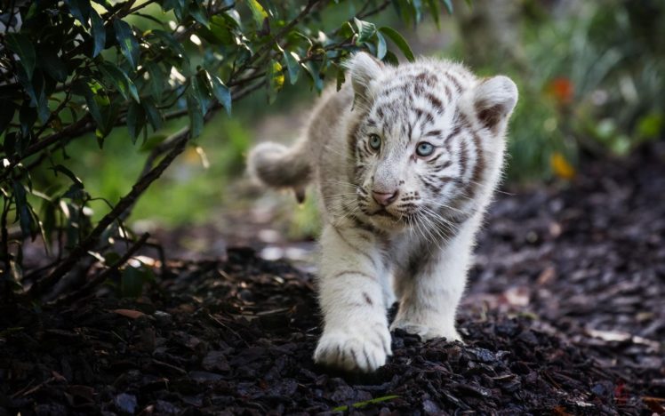 animals, Cub, Tiger HD Wallpaper Desktop Background