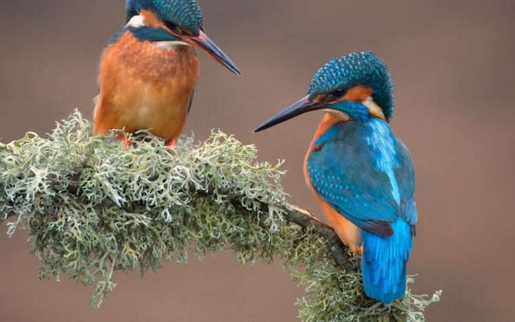 bird, Kingfisher, Nature, Branch, Moss HD Wallpaper Desktop Background