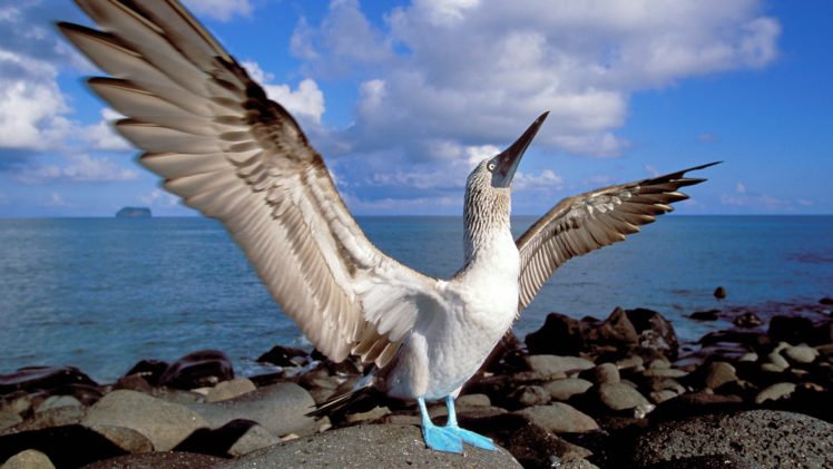 birds, Islands, Blue footed, Boobies, Ecuador HD Wallpaper Desktop Background