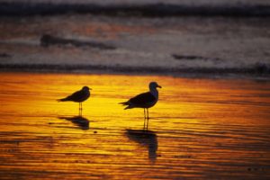 sunset, California, Seagulls, Southern