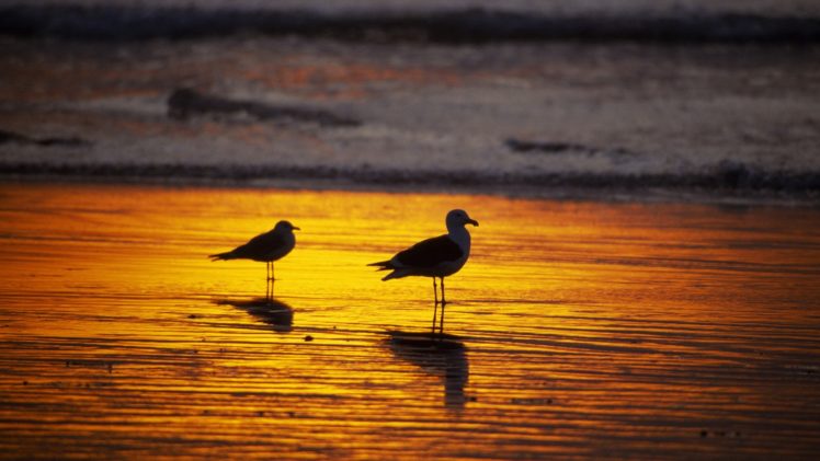 sunset, California, Seagulls, Southern HD Wallpaper Desktop Background