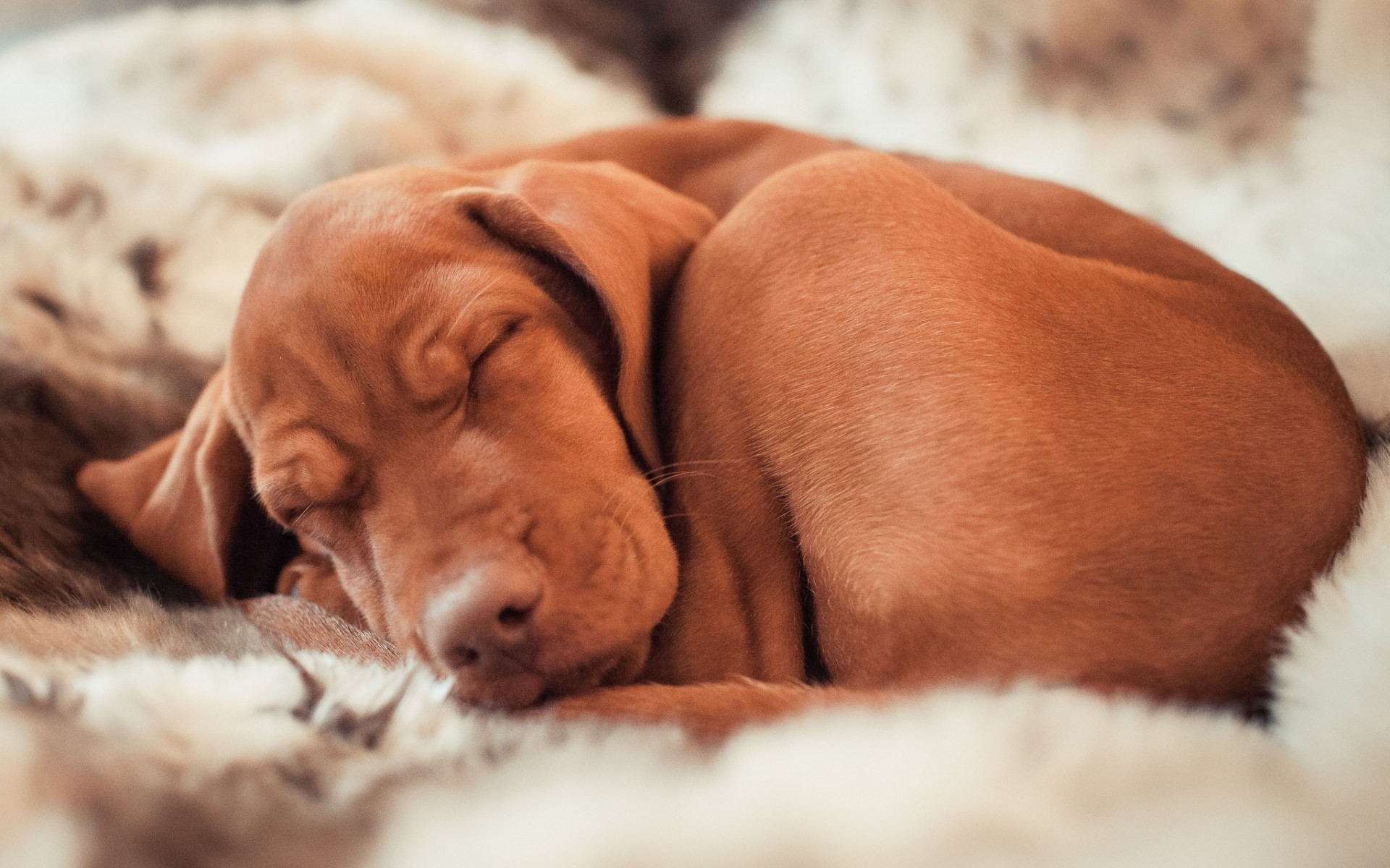 dog, Sleep, Puppy Wallpaper
