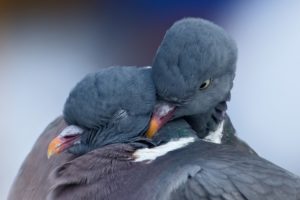 pigeons, Birds, Love, Mood