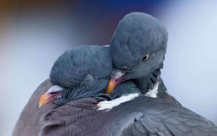 pigeons, Birds, Love, Mood HD Wallpaper Desktop Background