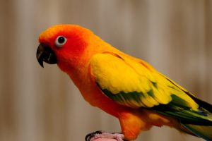 colorful, Parrot