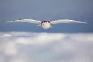 snowy, Owl