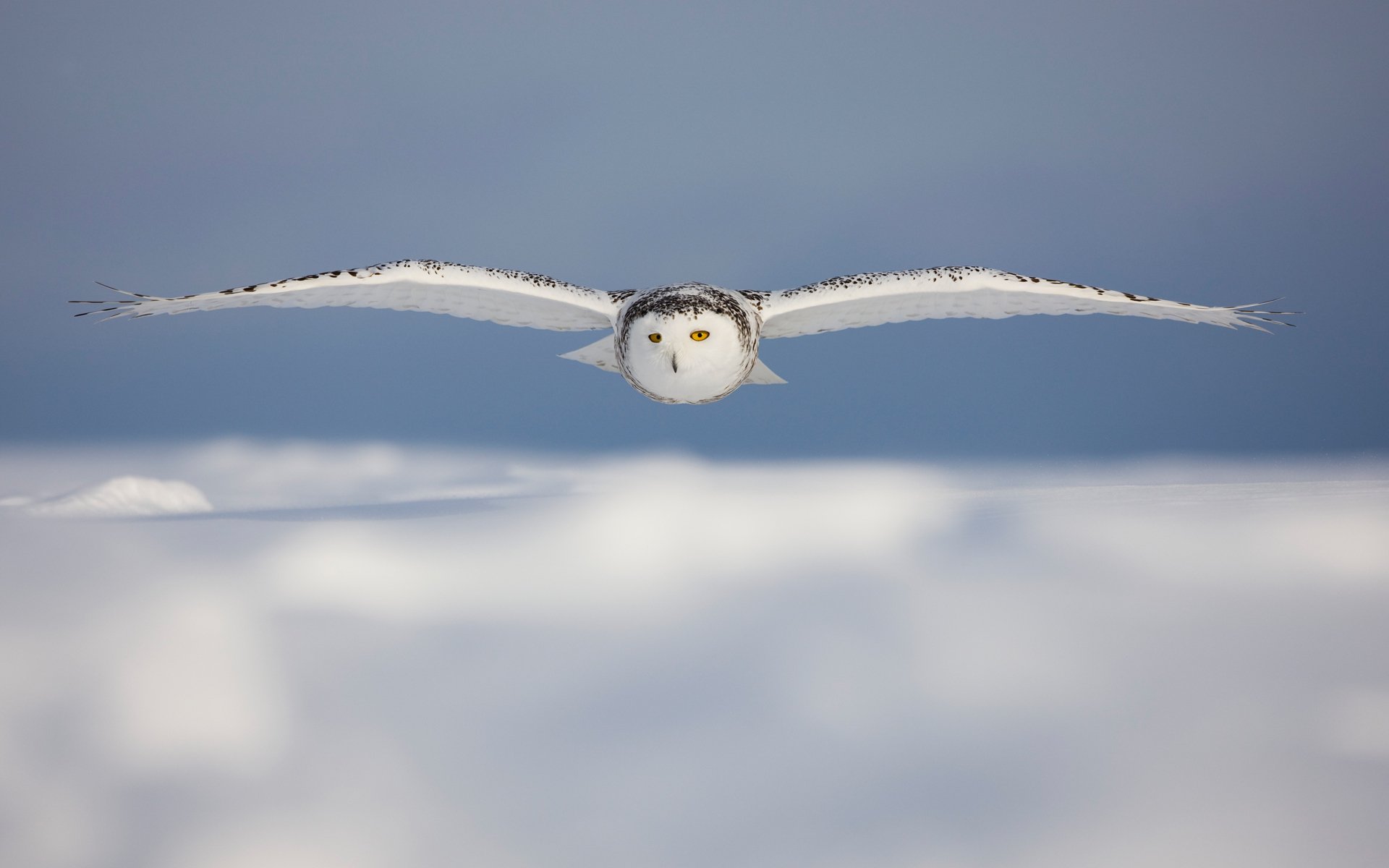 snowy, Owl Wallpaper