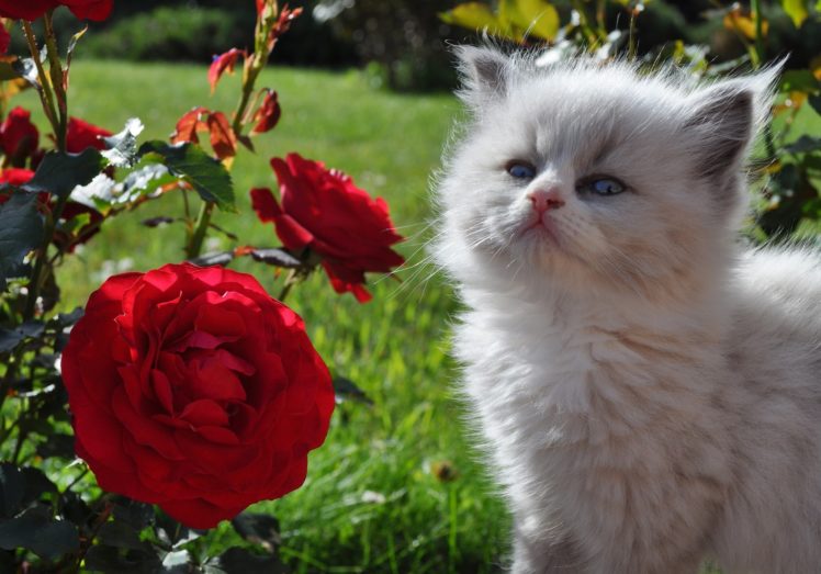 cats, Roses, Fluffy, Kittens, Animals, Flowers HD Wallpaper Desktop Background