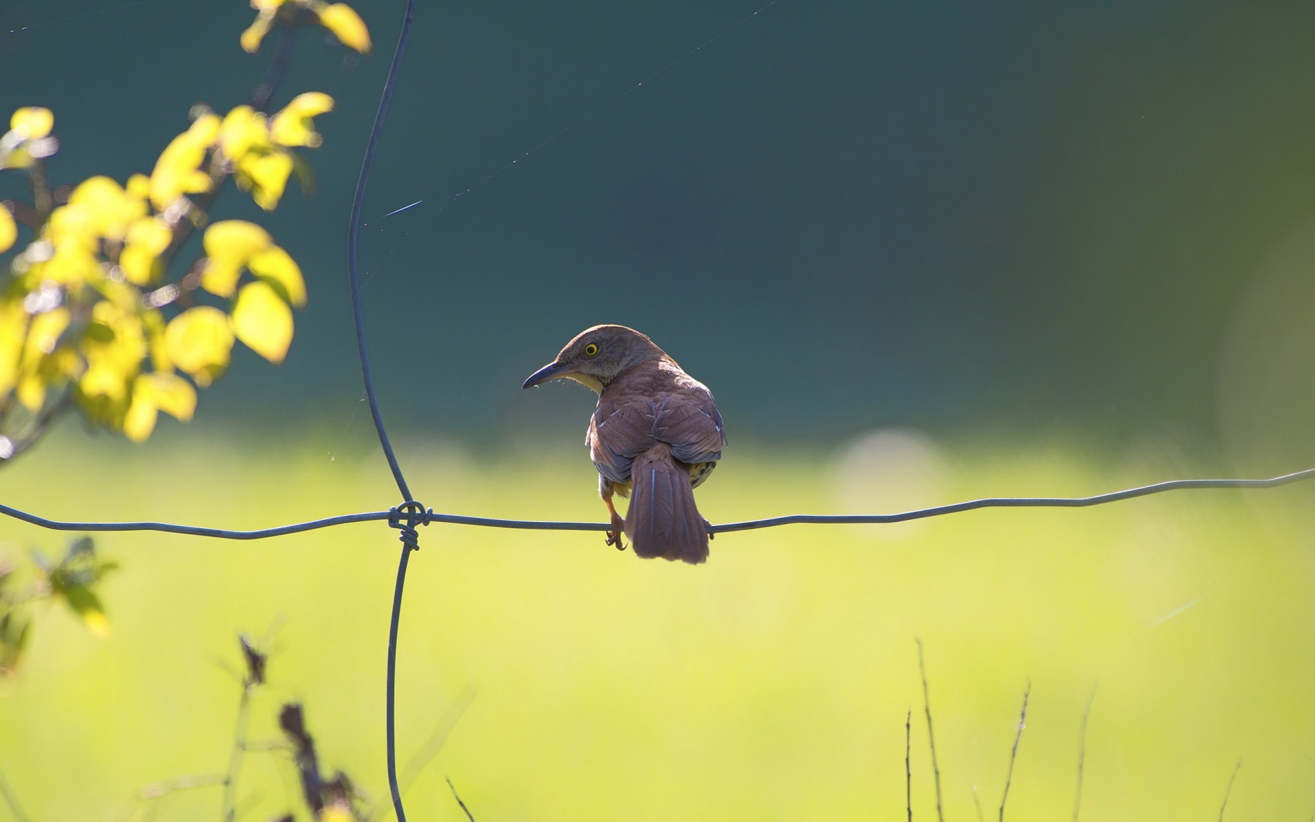 bird, Fence, Nature Wallpaper
