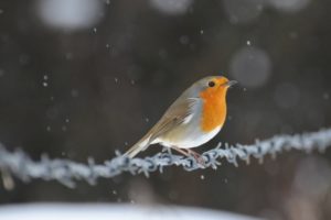 bird, Wire, Snow, Glare